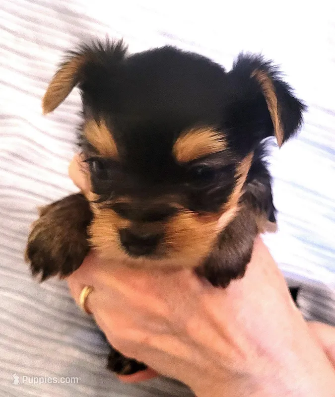 Blue Boy – Yorkshire Terrier puppy for sale in Navarre, FL