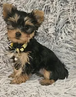 Sunflower, a female Yorkshire Terrier for sale in Navarre, FL – 3 of 5