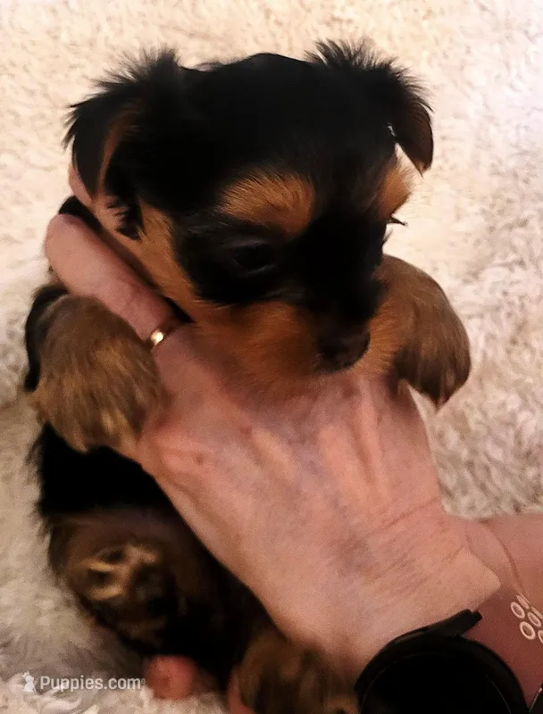 Berri – Yorkshire Terrier puppy for sale in Navarre, FL