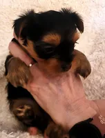 Berri, a female Yorkshire Terrier for sale in Navarre, FL – 1 of 2