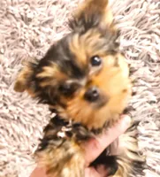 Blueberry, a male Yorkshire Terrier for sale in Navarre, FL – 1 of 5