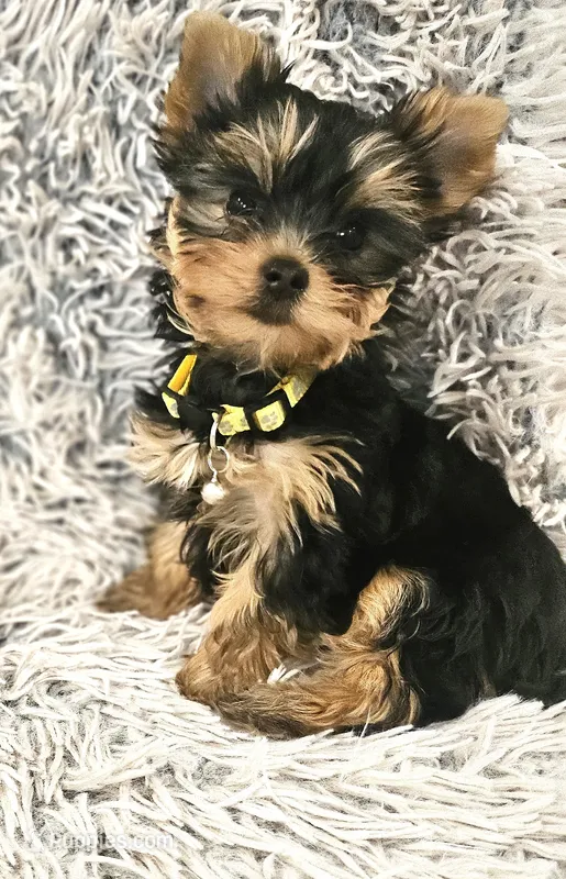Sunflower – Yorkshire Terrier puppy for sale in Navarre, FL