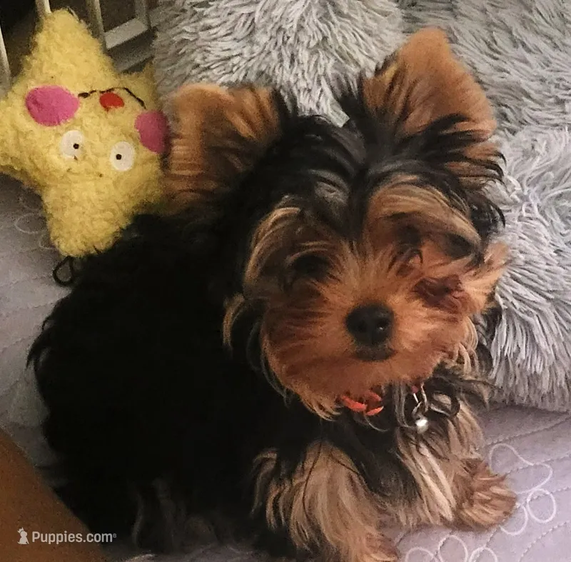 Tiger – Yorkshire Terrier puppy for sale in Navarre, FL