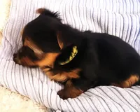 Sunflower, a female Yorkshire Terrier for sale in Navarre, FL – 4 of 5