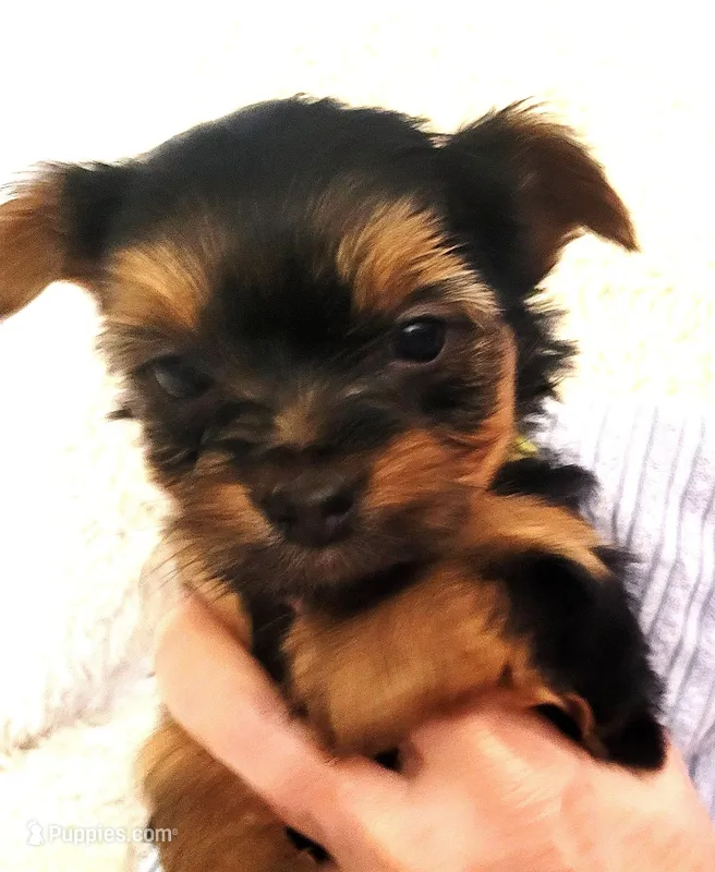 Sunflower – Yorkshire Terrier puppy for sale in Navarre, FL