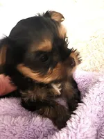 Pink Lady, a female Yorkshire Terrier for sale in Navarre, FL – 3 of 4
