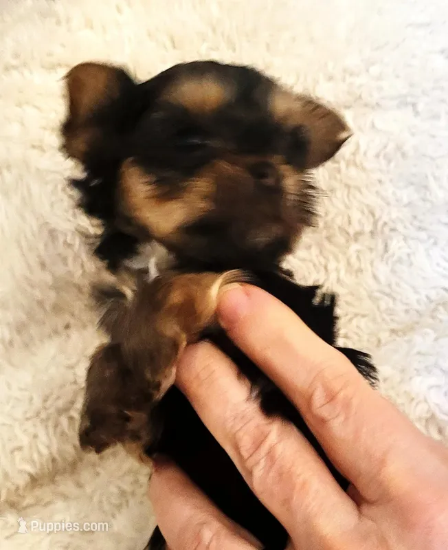 Pink Lady – Yorkshire Terrier puppy for sale in Navarre, FL