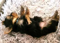 Pink Lady, a female Yorkshire Terrier for sale in Navarre, FL – 4 of 4