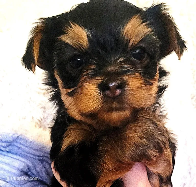 Paddy – Yorkshire Terrier puppy for sale in Navarre, FL