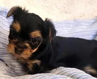 Paddy, a male Yorkshire Terrier for sale in Navarre, FL – 2 of 2