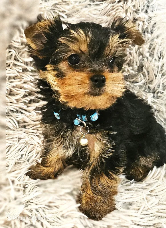 Blueberry – Yorkshire Terrier puppy for sale in Navarre, FL
