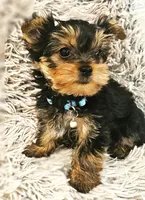 Blueberry, a male Yorkshire Terrier for sale in Navarre, FL – 2 of 5