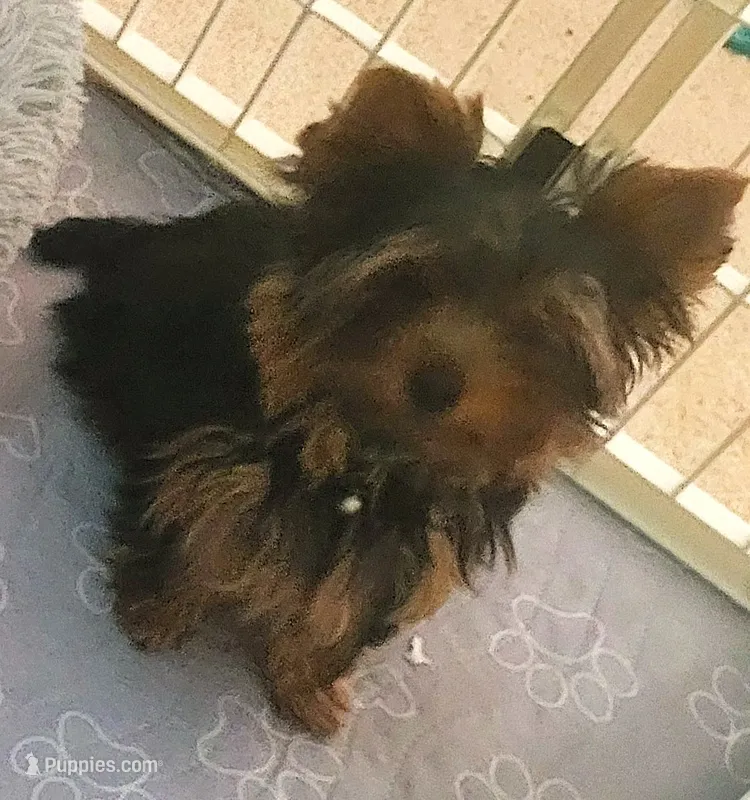 Paddy – Yorkshire Terrier puppy for sale in Navarre, FL
