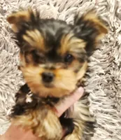 Blueberry, a male Yorkshire Terrier for sale in Navarre, FL – 5 of 5