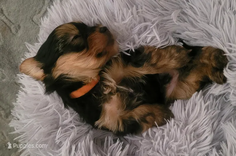 Tiger – Yorkshire Terrier puppy for sale in Navarre, FL