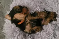 Tiger, a male Yorkshire Terrier for sale in Navarre, FL – 1 of 4
