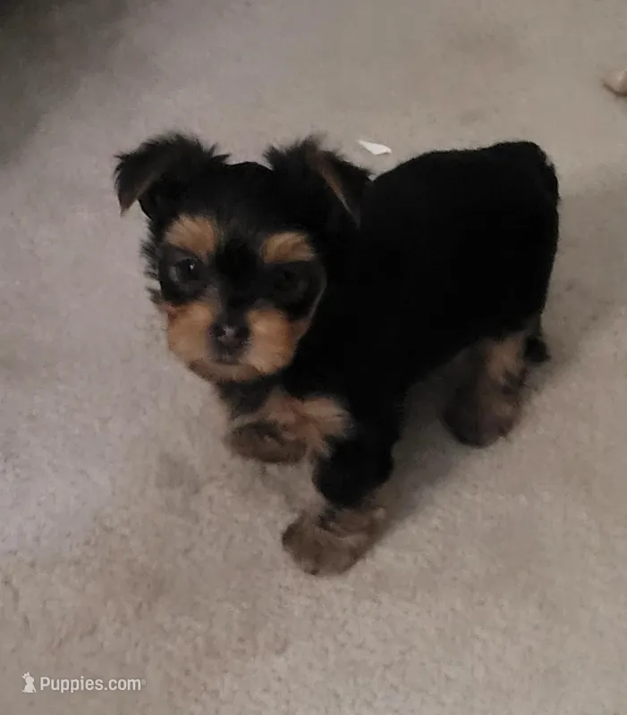 Tiger – Yorkshire Terrier puppy for sale in Navarre, FL