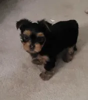 Tiger, a male Yorkshire Terrier for sale in Navarre, FL – 1 of 3
