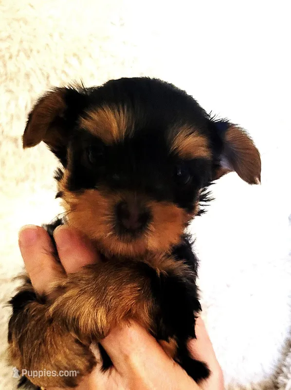 Tiger – Yorkshire Terrier puppy for sale in Navarre, FL