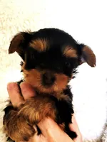Tiger, a male Yorkshire Terrier for sale in Navarre, FL – 2 of 3