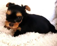 Tiger, a male Yorkshire Terrier for sale in Navarre, FL – 3 of 3