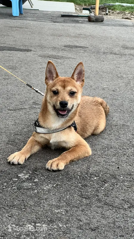 Bi Bi – Shiba Inu, Chihuahua puppy for sale in Elk River, MN