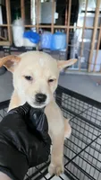 Snow Pea, a female Shiba Inu and Chihuahua for sale in Otsego, MN – 4 of 6