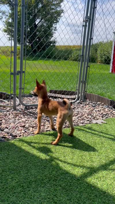 Sahara, a female Shiba Inu and Chihuahua for sale in Otsego, MN – 6 of 6