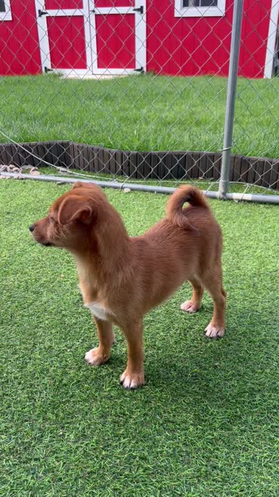 Lucky, a male Shiba Inu and Chihuahua for sale in Otsego, MN – 4 of 4
