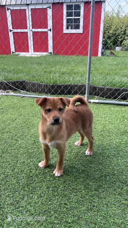 Lucky – Shiba Inu, Chihuahua puppy for sale in Otsego, MN