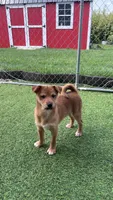 Lucky, a male Shiba Inu and Chihuahua for sale in Otsego, MN – 1 of 4