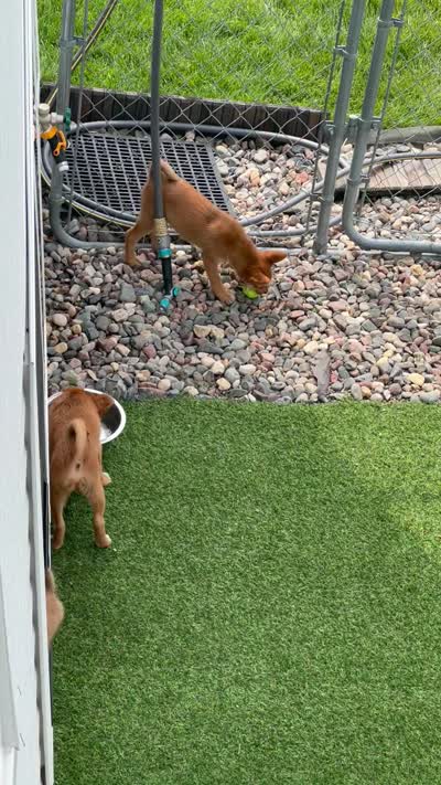 Mu Mu, a female Shiba Inu and Chihuahua for sale in Otsego, MN – 6 of 6