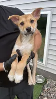 Cinco, a male Shiba Inu and Chihuahua for sale in Otsego, MN – 3 of 6