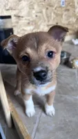 Mu Mu, a female Shiba Inu and Chihuahua for sale in Otsego, MN – 4 of 6