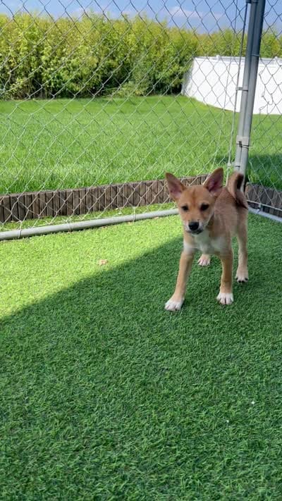 Cinco, a male Shiba Inu and Chihuahua for sale in Otsego, MN – 6 of 6