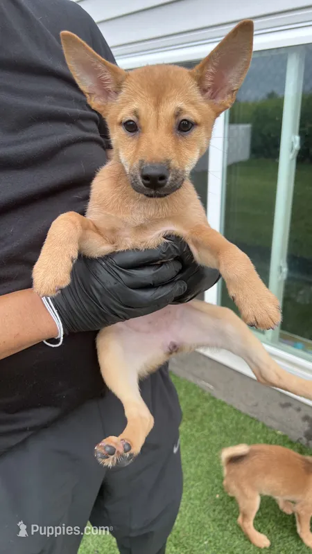 Sahara – Shiba Inu, Chihuahua puppy for sale in Elk River, MN
