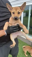 Sahara, a female Shiba Inu and Chihuahua for sale in Otsego, MN – 3 of 6