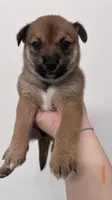 Bi Bi, a female Shiba Inu and Chihuahua for sale in Otsego, MN – 5 of 6
