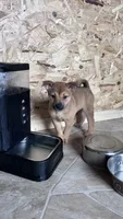 Sahara, a female Shiba Inu and Chihuahua for sale in Otsego, MN – 4 of 6