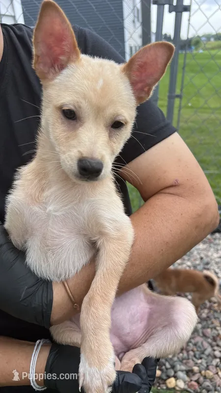 Snow Pea – Shiba Inu, Chihuahua puppy for sale in Otsego, MN