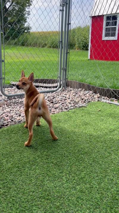 Bi Bi, a female Shiba Inu and Chihuahua for sale in Otsego, MN – 6 of 6