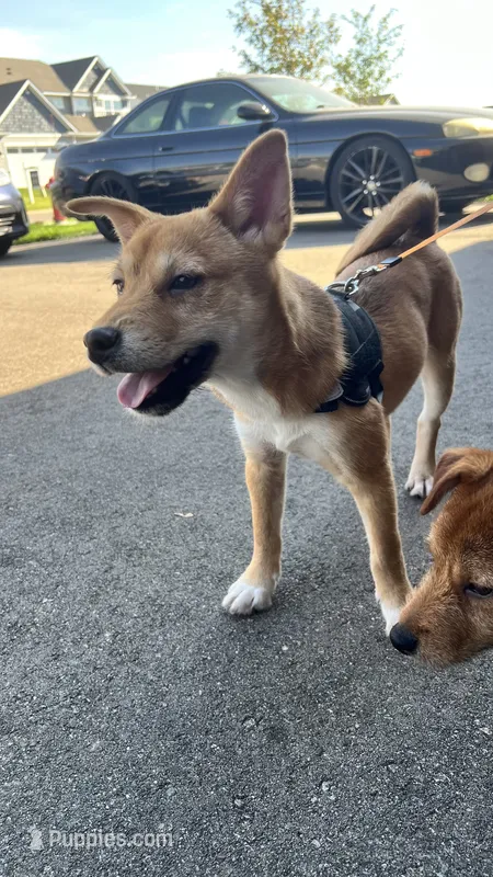 Cinco – Shiba Inu, Chihuahua puppy for sale in Elk River, MN