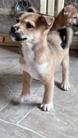 Cinco, a male Shiba Inu and Chihuahua for sale in Otsego, MN – 5 of 6