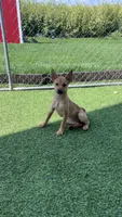 Sahara, a female Shiba Inu and Chihuahua for sale in Otsego, MN – 2 of 6