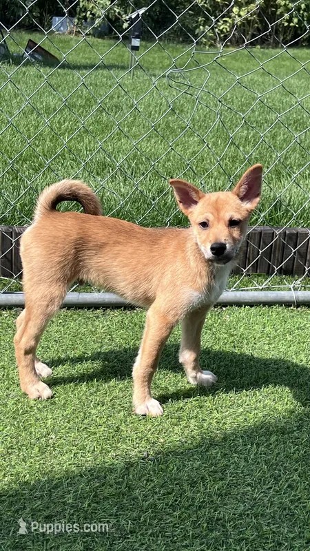 Cinco – Shiba Inu, Chihuahua puppy for sale in Otsego, MN