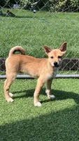 Cinco, a male Shiba Inu and Chihuahua for sale in Otsego, MN – 1 of 6