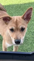 Cinco, a male Shiba Inu and Chihuahua for sale in Otsego, MN – 4 of 6