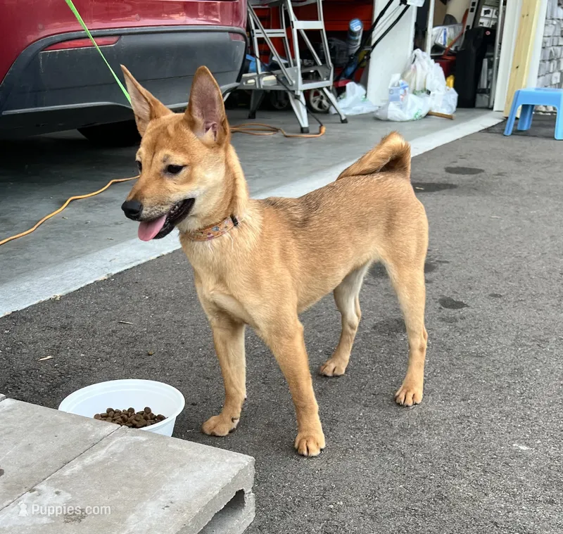 Sahara – Shiba Inu, Chihuahua puppy for sale in Elk River, MN