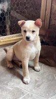 Snow Pea, a female Shiba Inu and Chihuahua for sale in Otsego, MN – 3 of 6