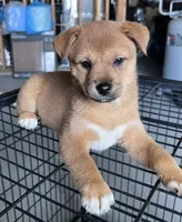 Lucky, a male Shiba Inu and Chihuahua for sale in Otsego, MN – 2 of 4